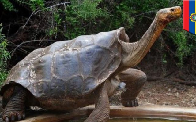 100-Year-Old Turtle Saves His Species