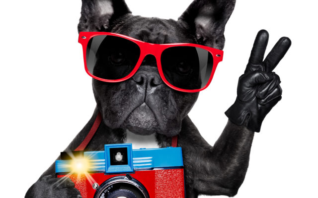 Study: Dog Owners Take More Pics of their Pets than their Partners
