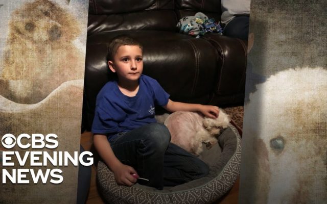 Adopted Boy on Mission To Save Senior Dogs: “I Know How It Feels To Not Be Loved”