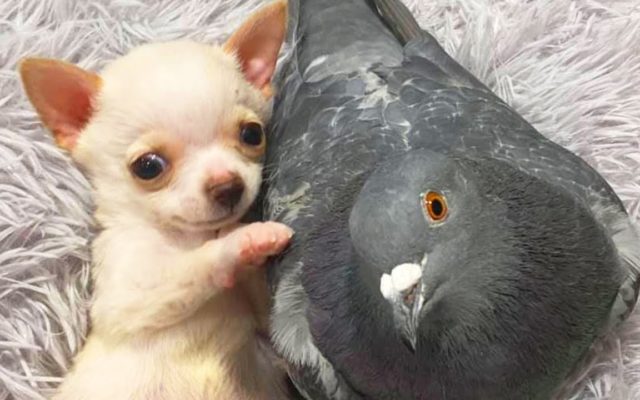 Tiny Dog and Pigeon Form an Unlikely Friendship Overcoming Challenges Together