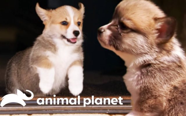 Animal Planet To Ease Your Self-Isolation Pain