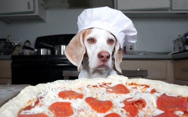 New York Pizza Shop Puts Dogs On Boxes To Help Them Get Adopted