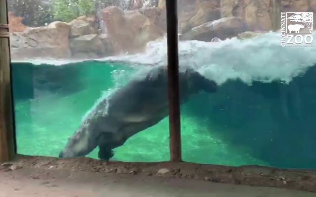 Cincy Zoo Putting Animals Online