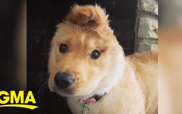 HAPPINESS: This 1 Eared ‘Unicorn’ Dog Is Stealing Hearts Everywhere