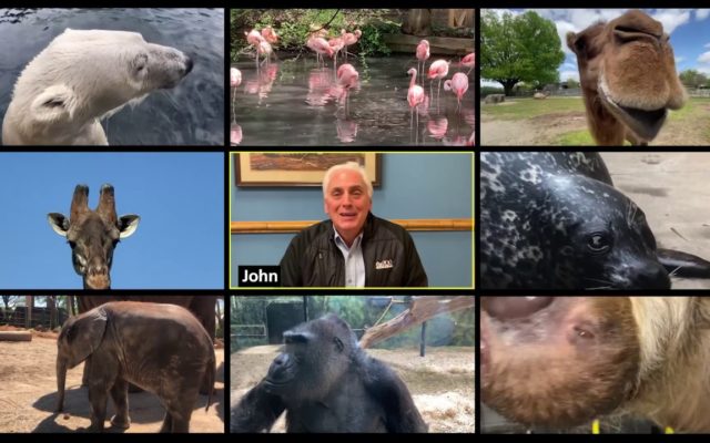 You Can Now  Zoom With the Louisville Zoo’s Sloths, Giraffes, Elephants, and More