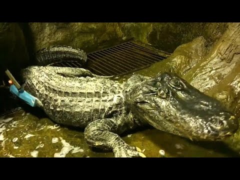 Adolph Hitler’s Pet Alligator Dies at 84