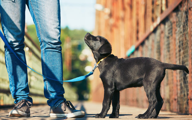 New German Law to Make Walking Dogs a Requirement