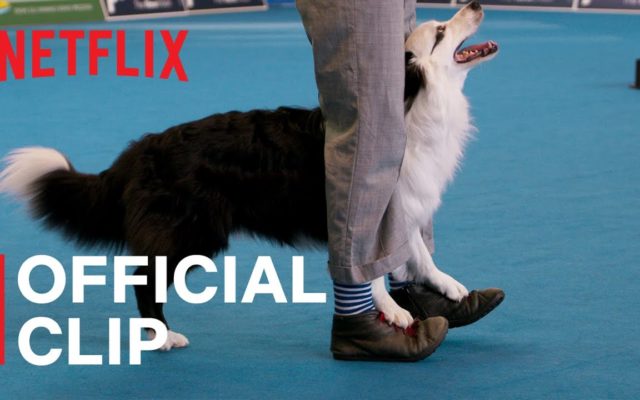 A New Netflix Show Explores The Competitive World of Dog Dancing