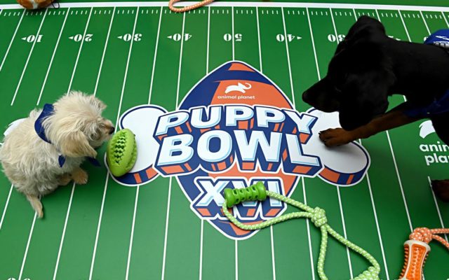 The Puppy Bowl Will Return in 2021