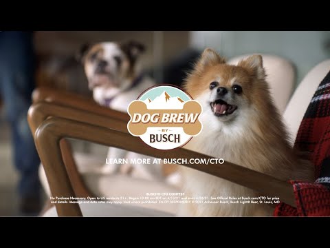 Busch Beer Will Pay Your Dog $20,000 To Taste Test Their Dog Brew