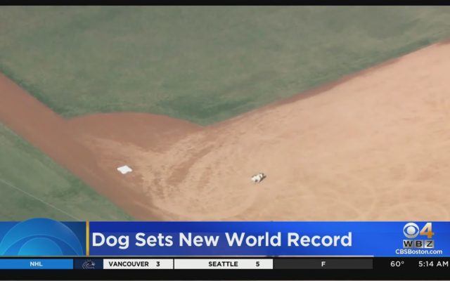 Dog Sets New Base-Running Record at Dodger Stadium