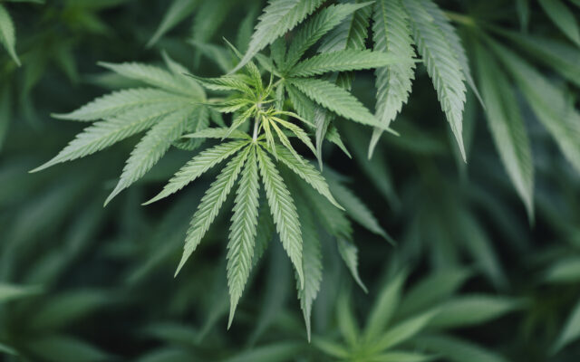 House May Vote On Legalizing Marijuana Next Week