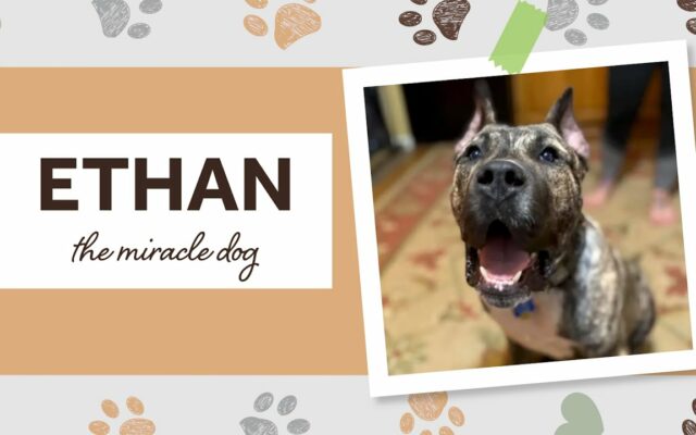 Ethan The Dog Moves Into Top 3 for Hero Dog Award