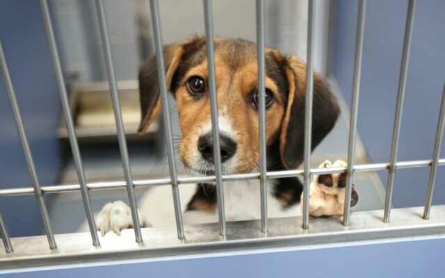 Animal Shelters Filling Up As More Pets Are Abandoned