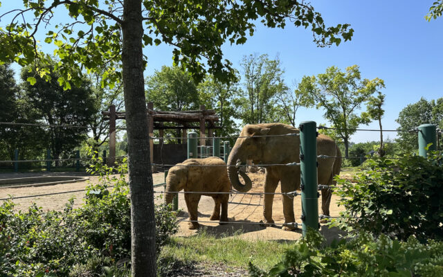 Louisville Zoo Retiring Elephant Exhibit Soon, Exhibit To Be Repurposed